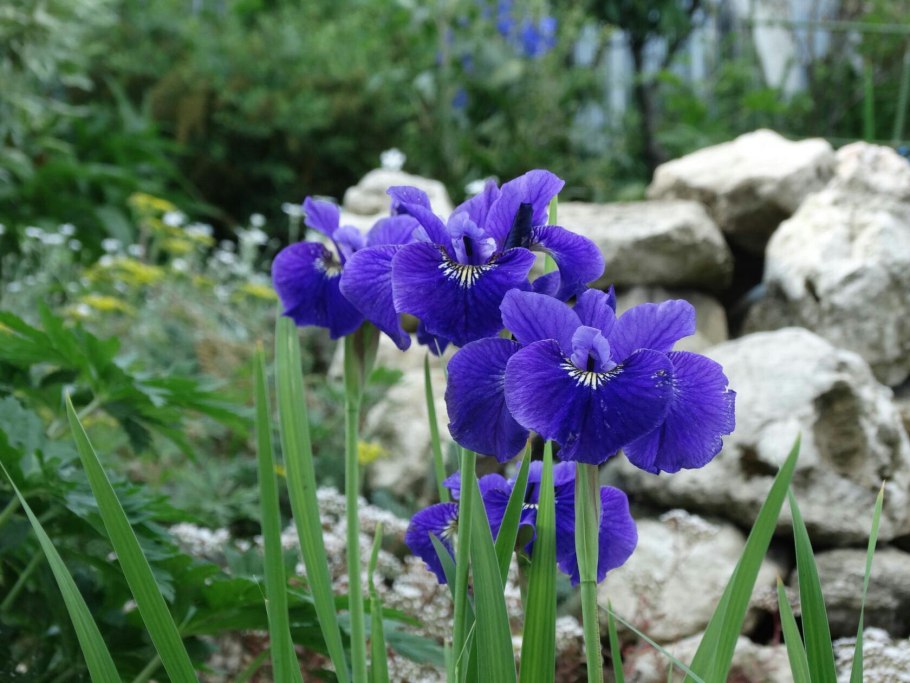 Iris sibirica 'Ruffled Velvet'