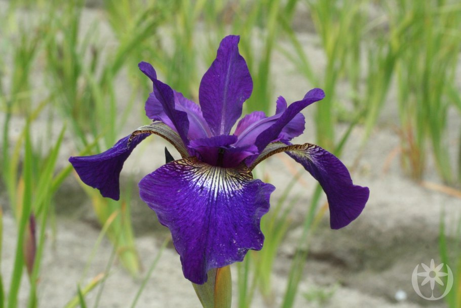 Ирис Сибирский 'Ruffles Plus'