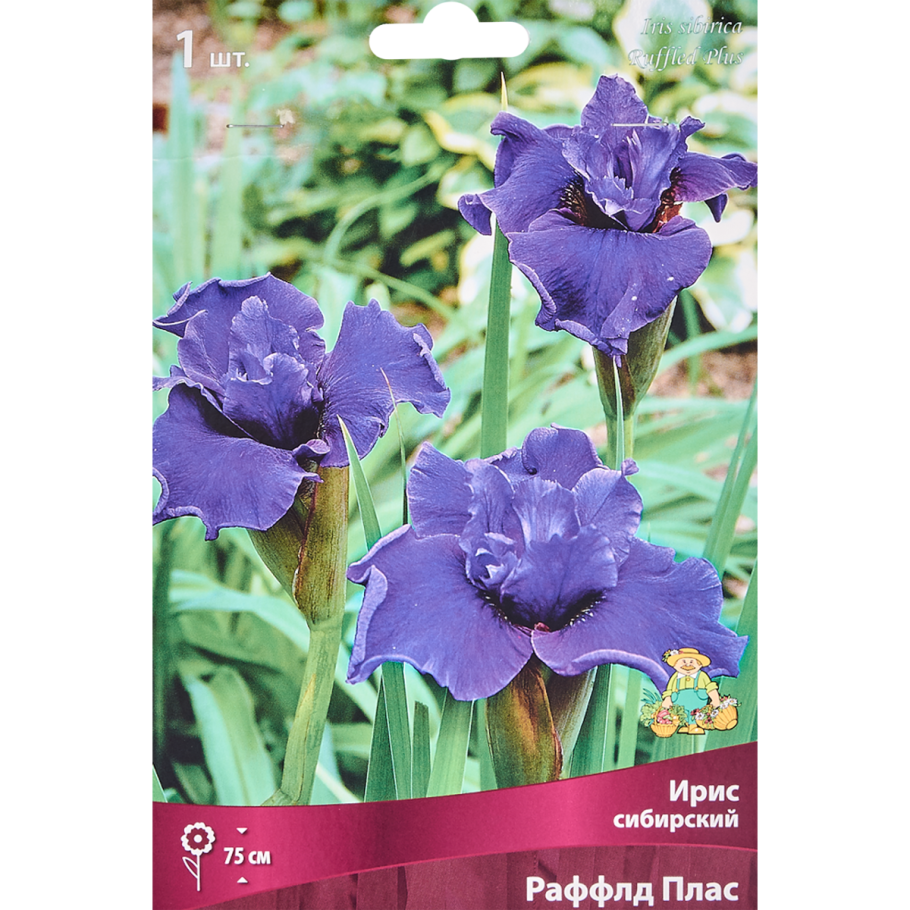 Ирис Сибирский Анкоркед