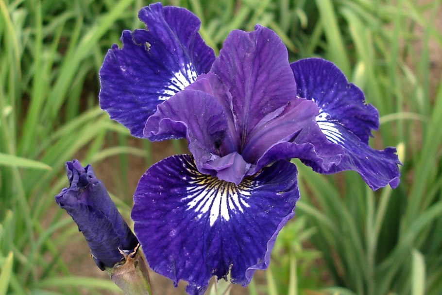 Iris sibirica 'Ruffled Velvet'