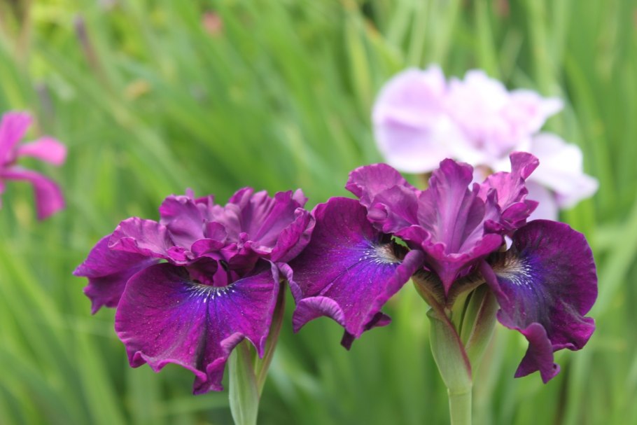 Ирис Сибирский Mabel Coday