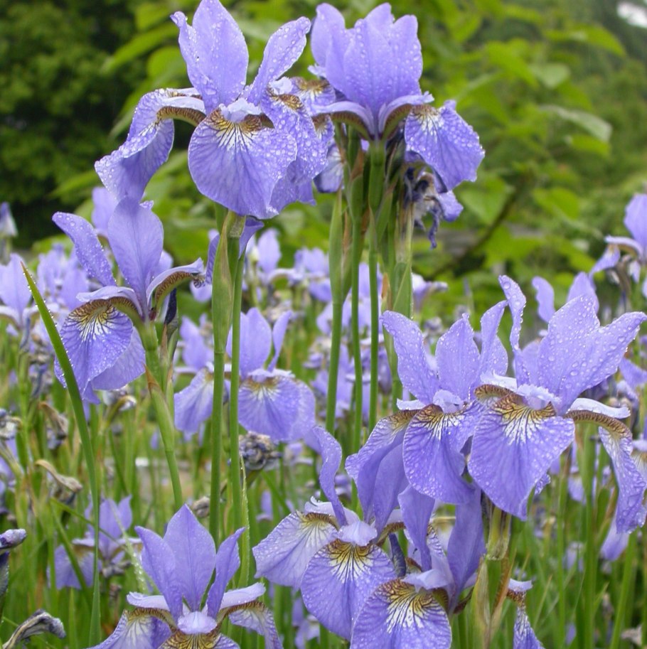 Ирис Фабьюлоз Жанетт