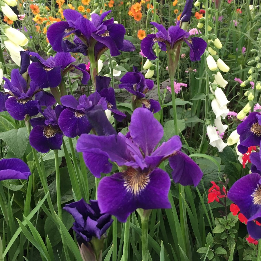 Ирис Сибирский Ruffled Velvet