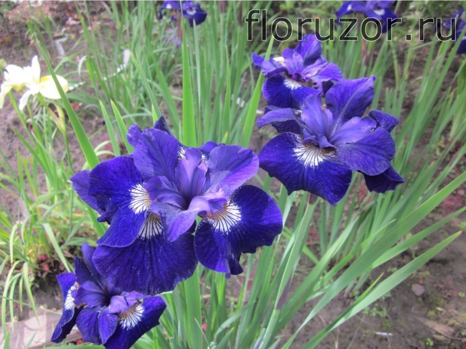 Ирис Сибирский Раффл вельвет