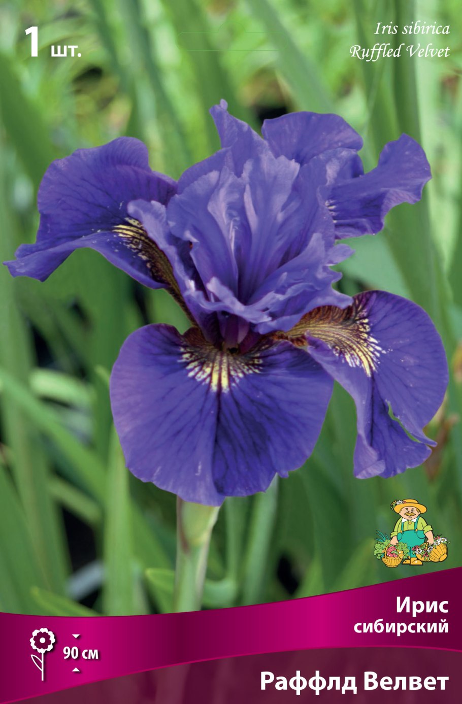 Ирис Сибирский Caesar's brother