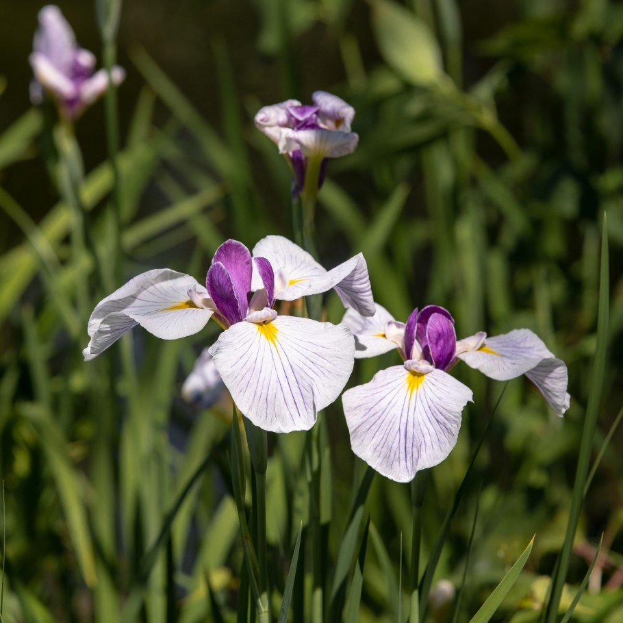 Сибирские ирисы Мун Силк