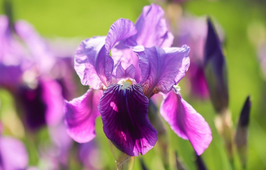 Ирис фиолетовый обыкновенный