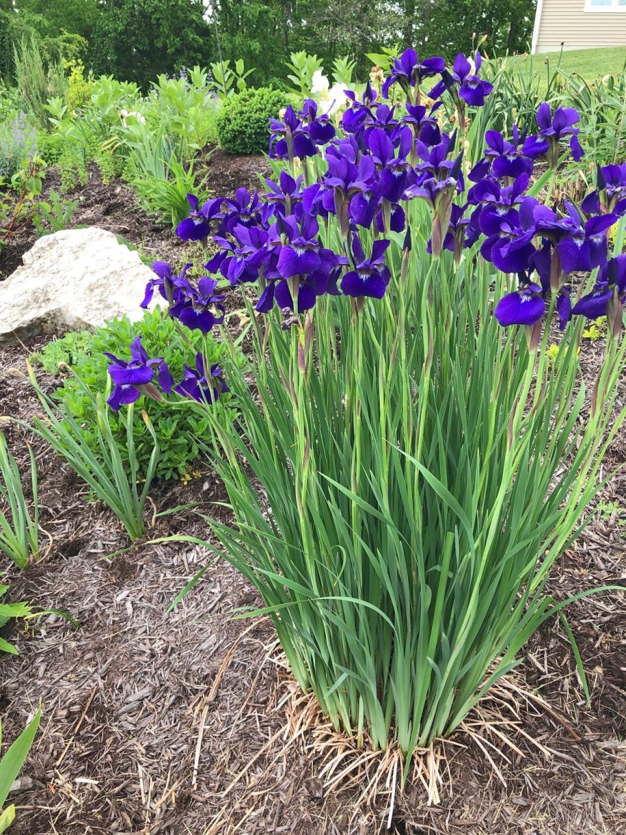 Ирис сибирский