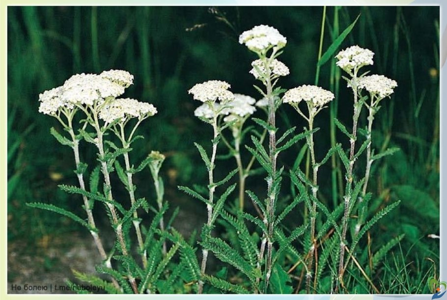 Тысячелистник Ахиллея