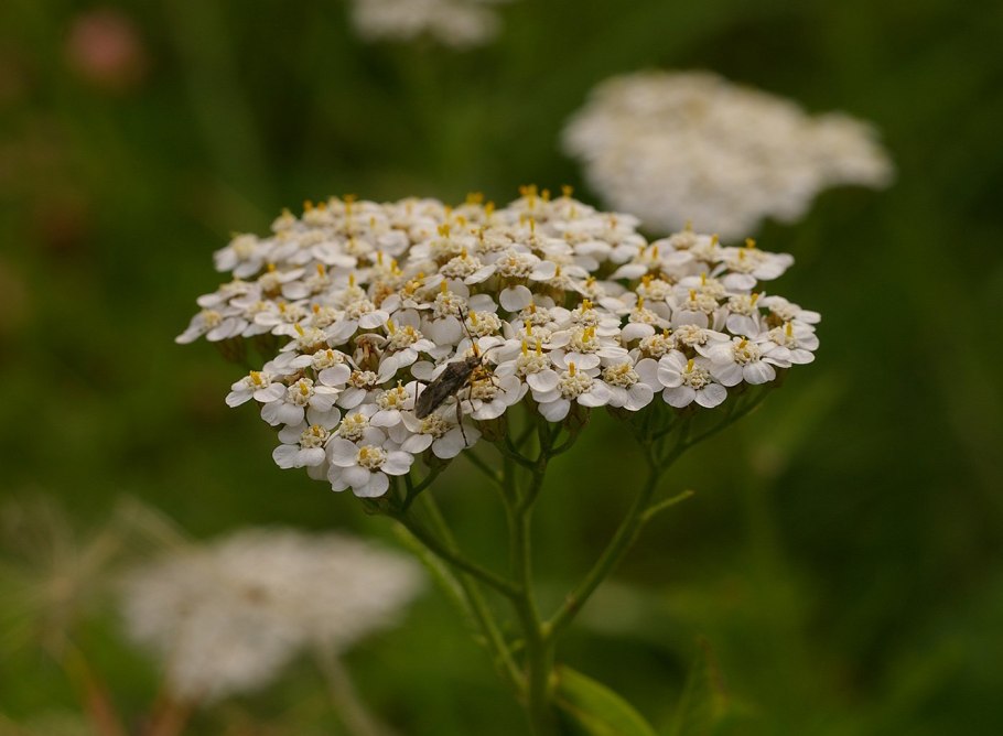 Тысячелистник (Achillea millefolium)