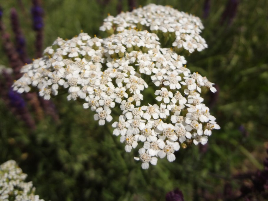 Тысячелистник Лаура