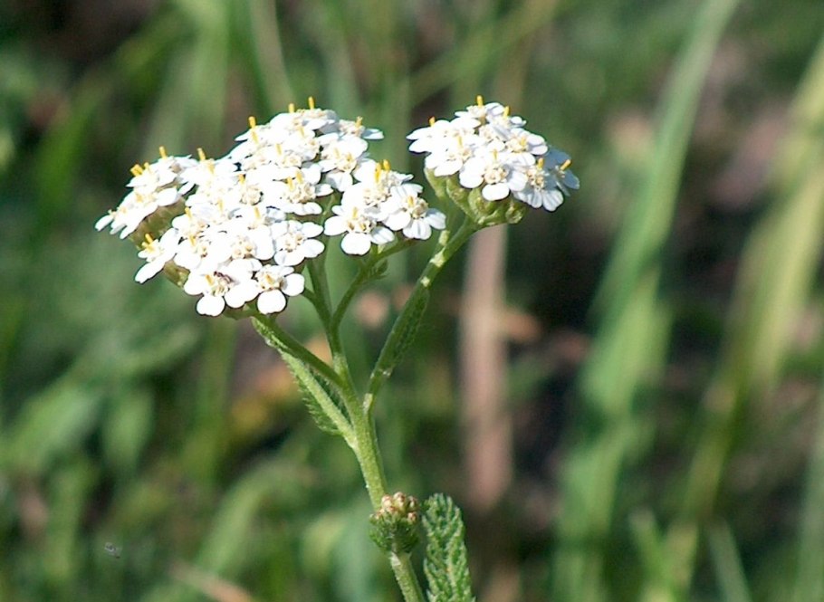 Тысячелистник благородный Achillea Nobilis