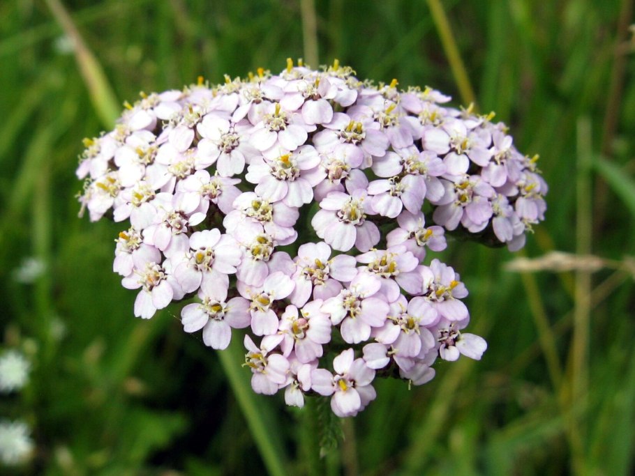 FRZ.Temp холодильник