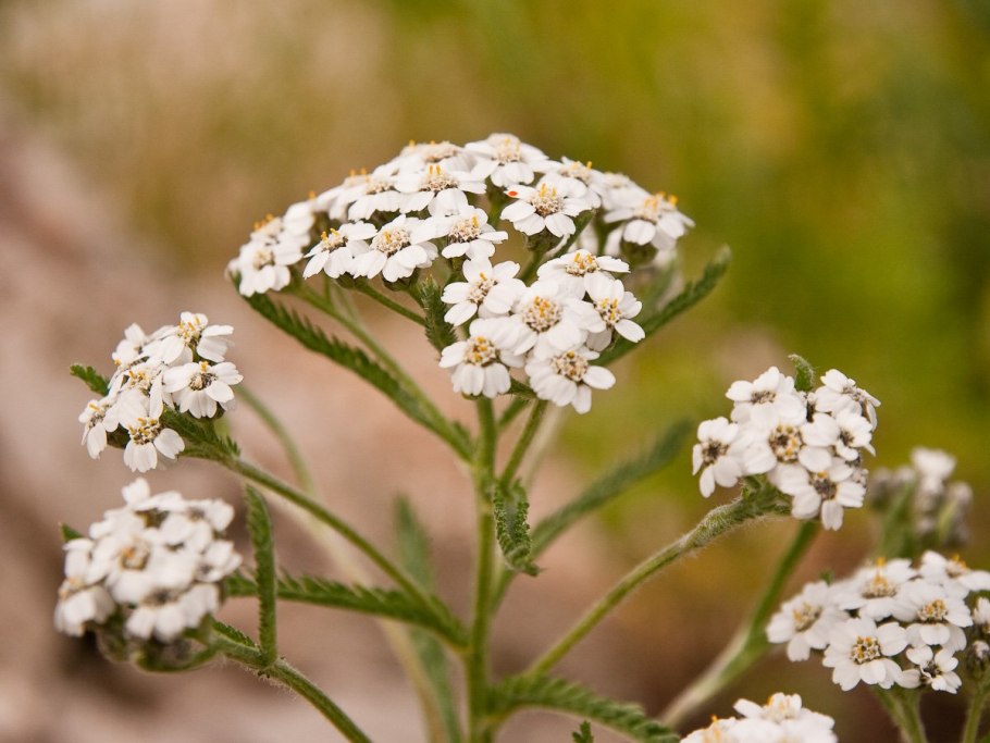 Тысячелистник обыкновенный (Achillea millefolium)