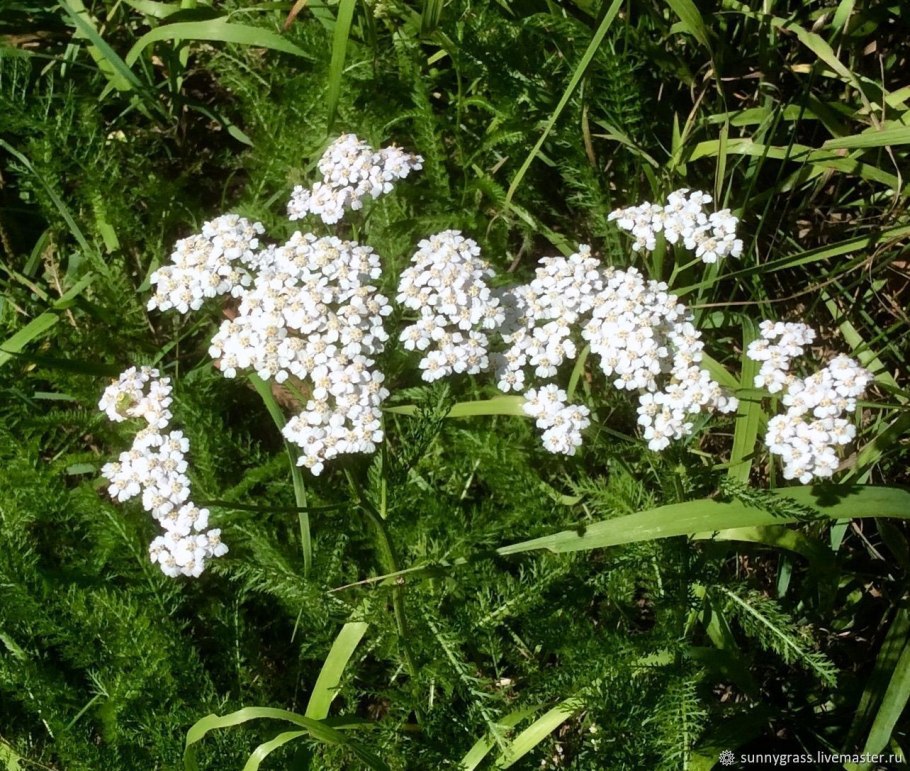 Тысячелистник Графика