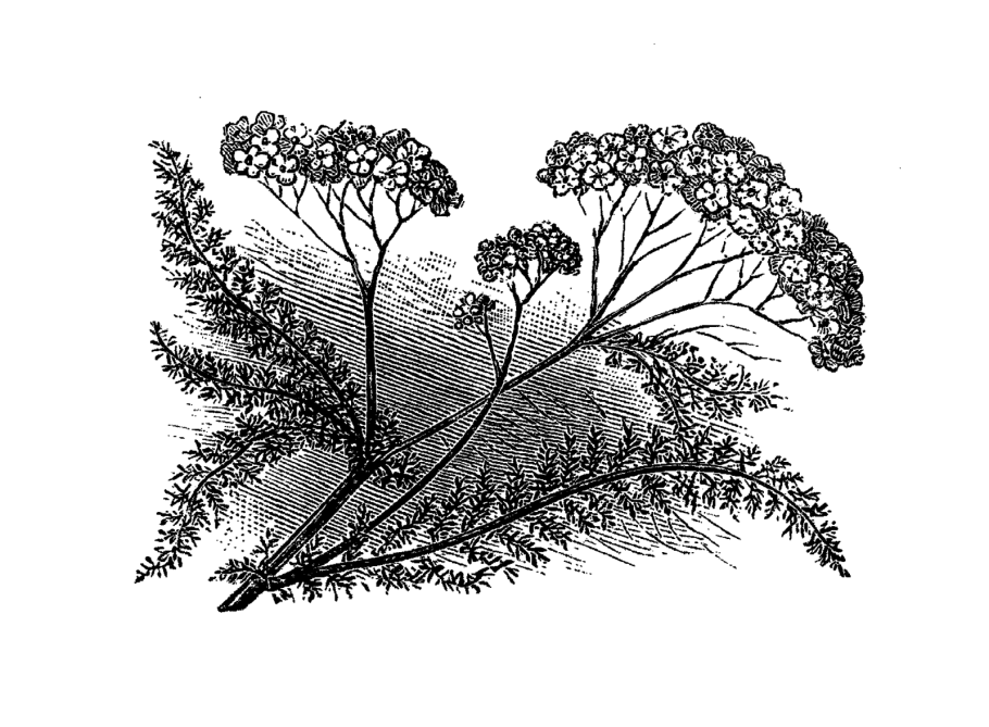 Королевский тысячелистник Айлин