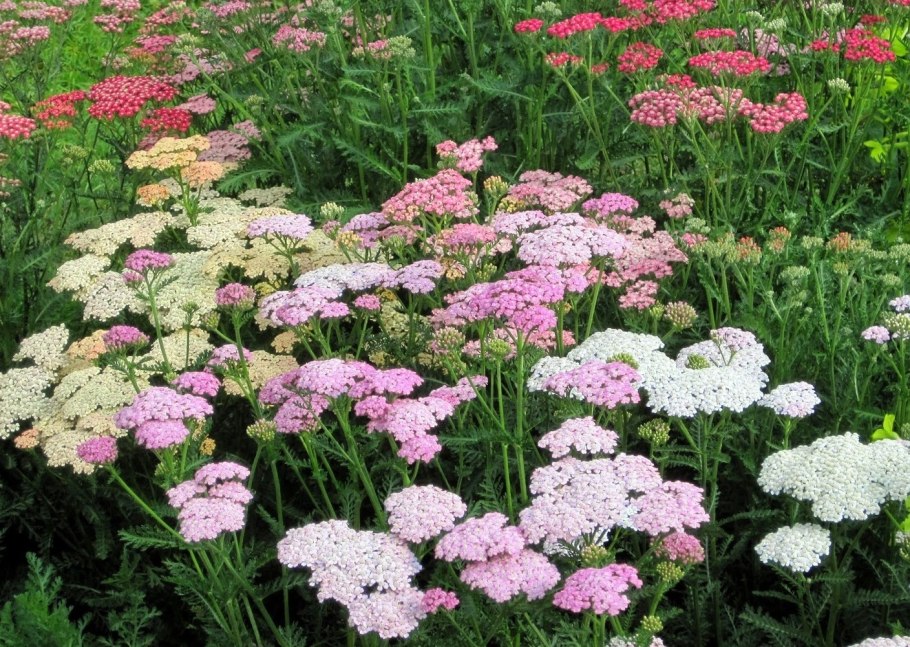 Тысячелистник обыкновенный (Achillea millefolium)