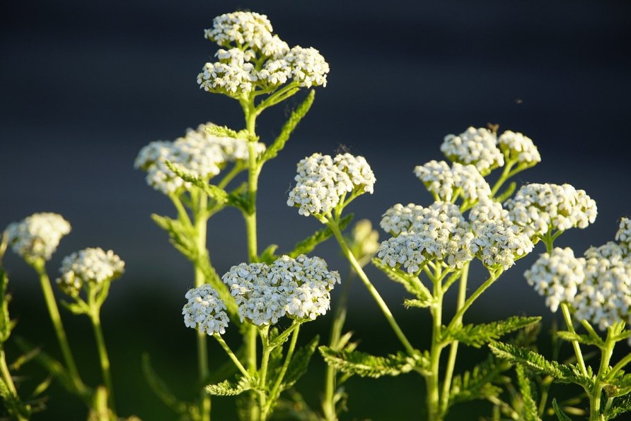 Тысячелистник обыкновенный (Achillea millefolium)