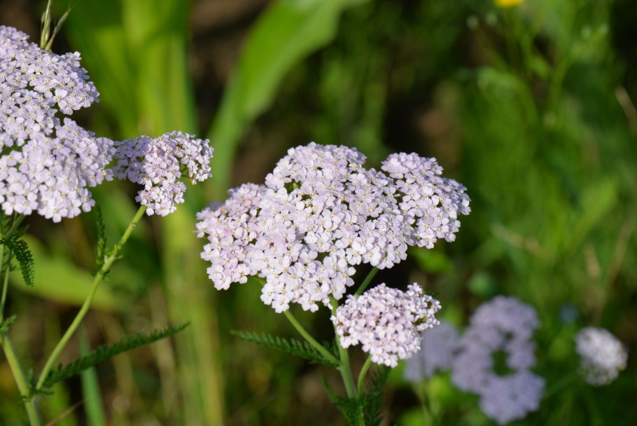 How to grow Yarrow;15