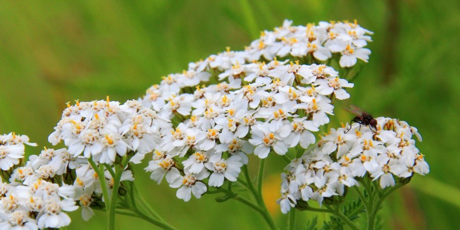 Тысячелистник трава стебель