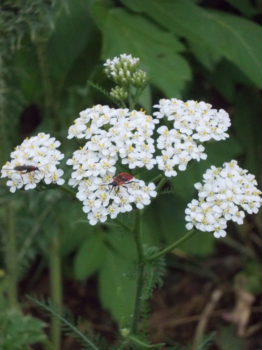 Тысячелистник Ахиллея