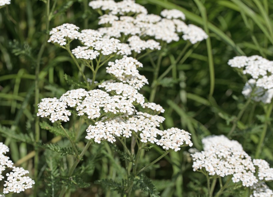 Картинки герань тысячелистник