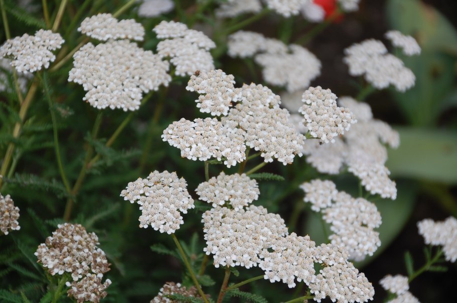 Тысячелистник зонтичный Achillea umbellata