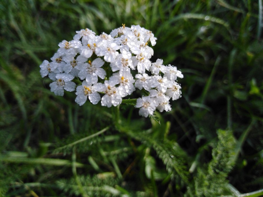Achillea Sunny Seduction