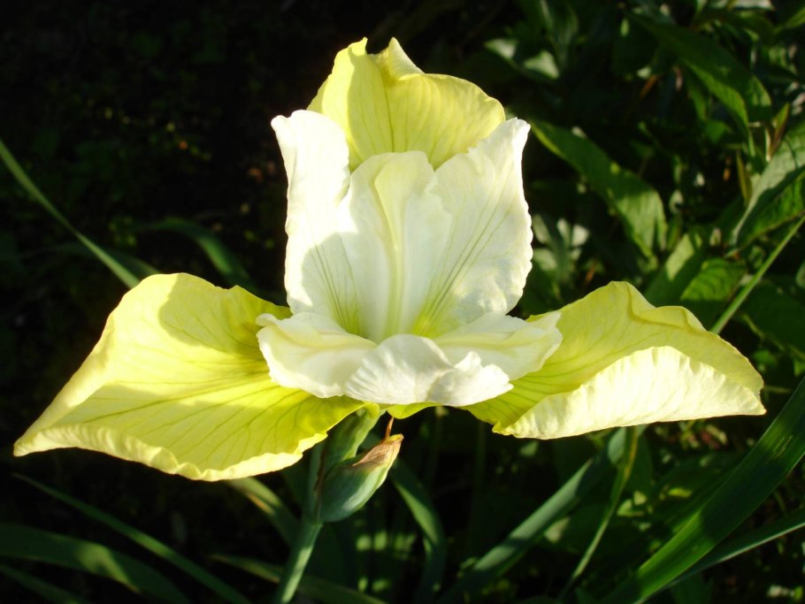 Ирис Сибирский (Iris sibirica `Butter and Sugar`)