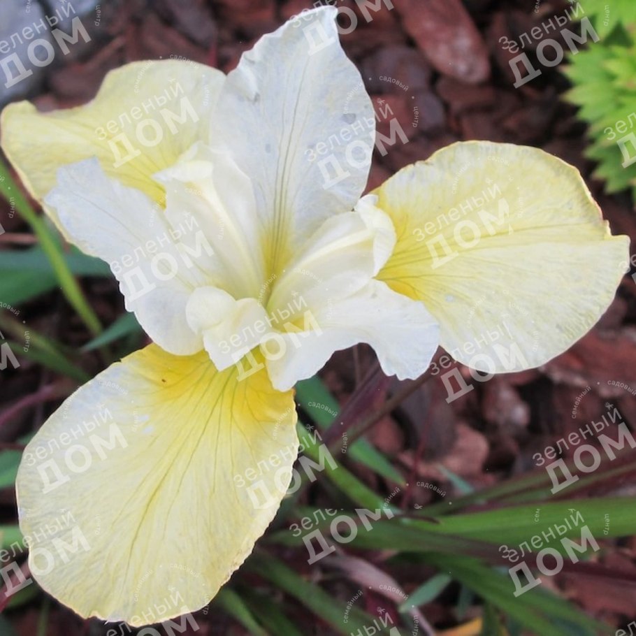 Ирис Сибирский (Iris sibirica `Butter and Sugar`)