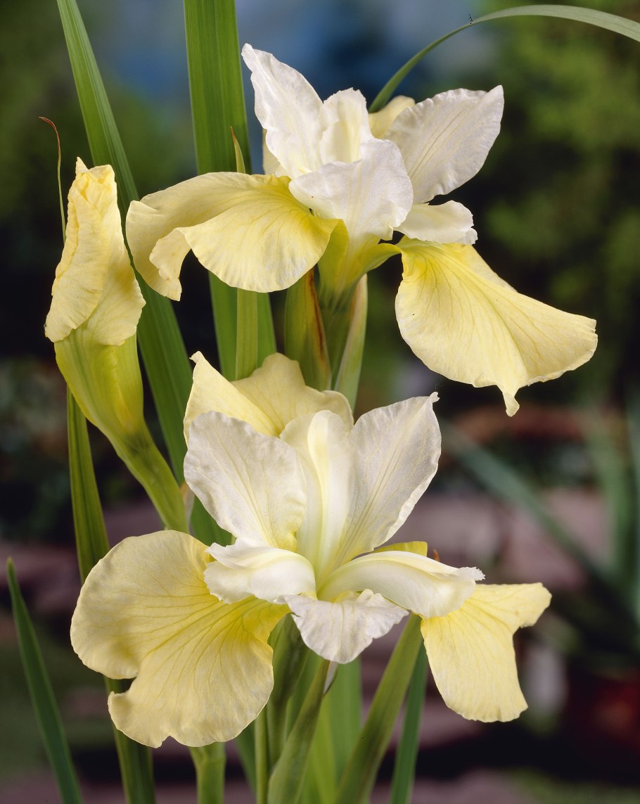 Iris sibirica Butter and Sugar