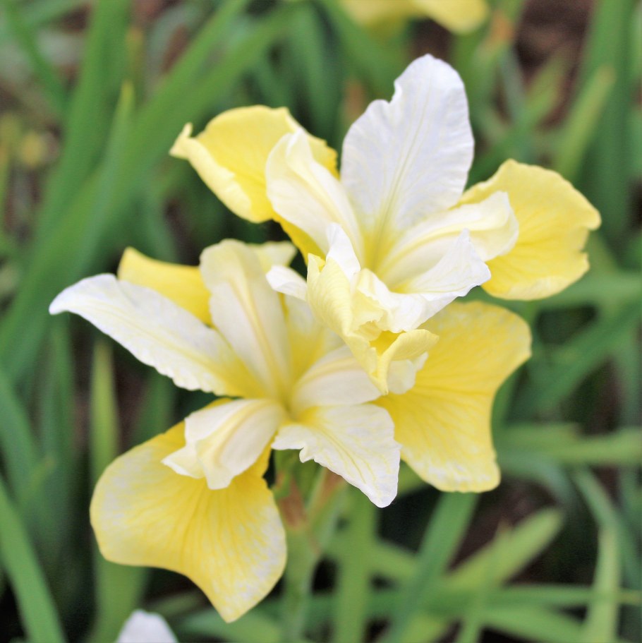 Ирис Сибирский (Iris sibirica `Butter and Sugar`)