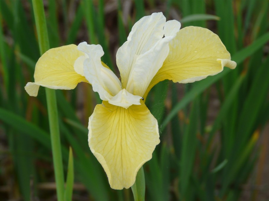 Ирис Сибирский (Iris sibirica `Butter and Sugar`)