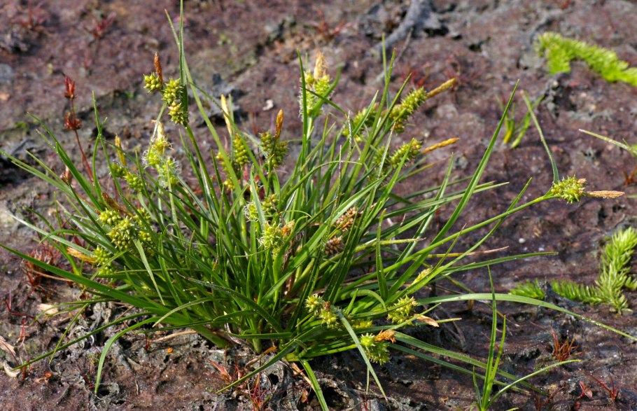 Carex Enervis