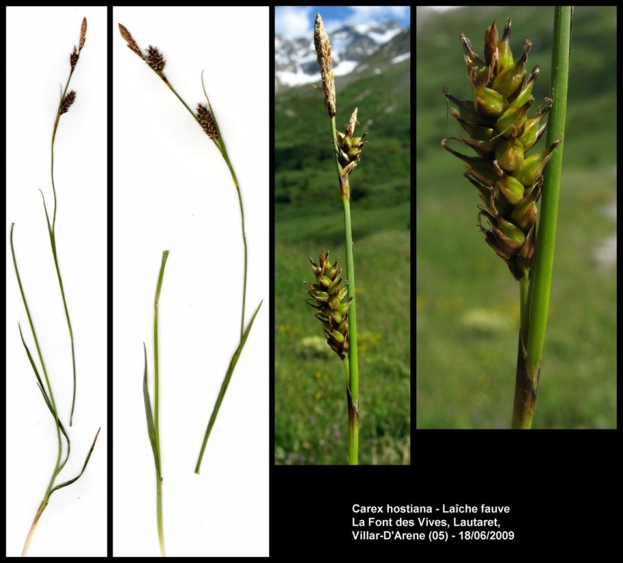 Мискантус китайский Red Chief