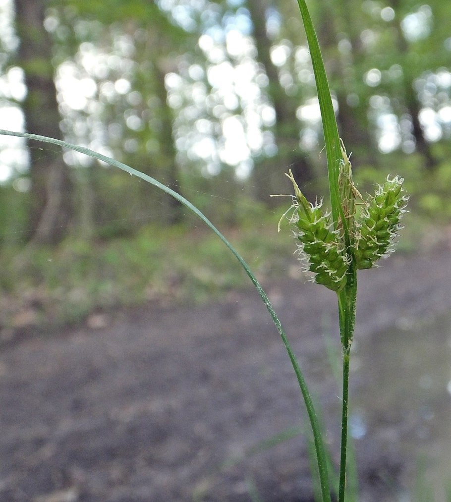 Сыть (Cyperus),