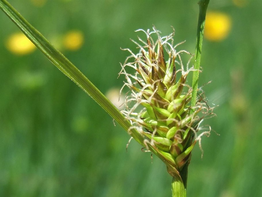 Осока ячменерядная