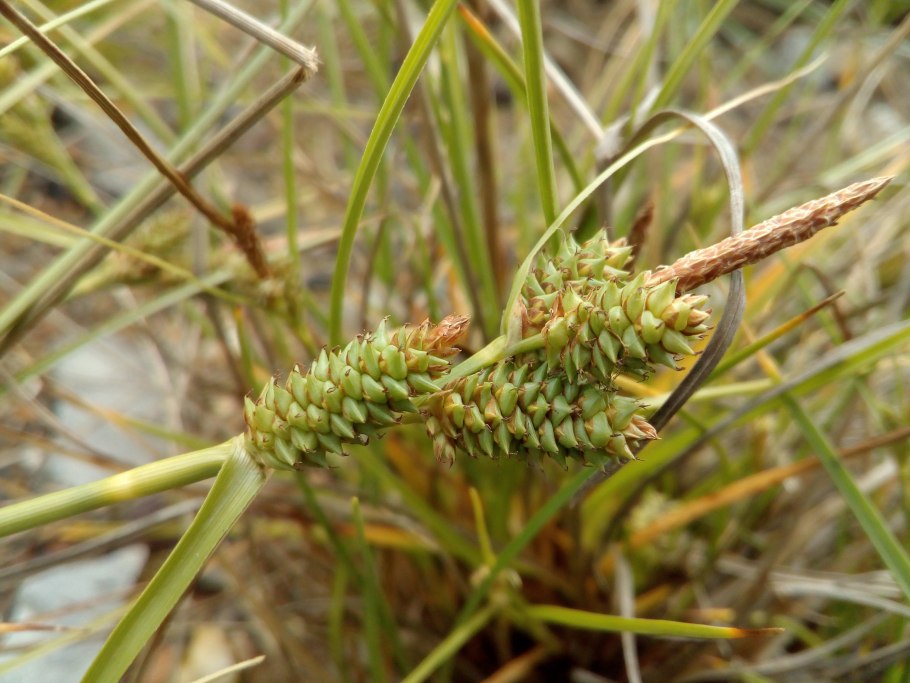 Осока плетевидная