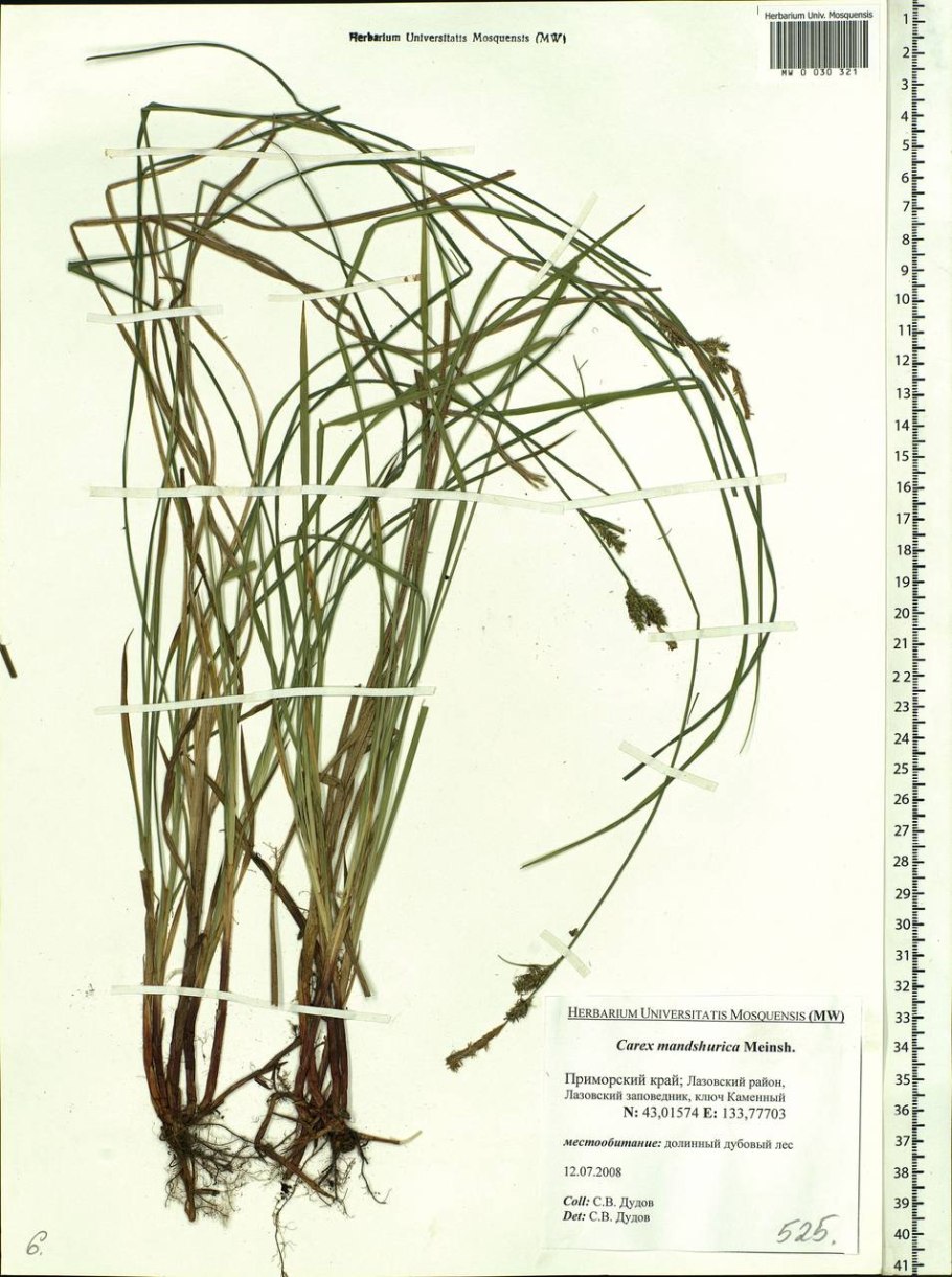 Осока желтая – Carex Flava
