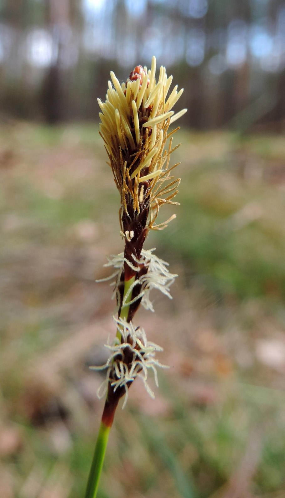 Ковыль тростникововидный