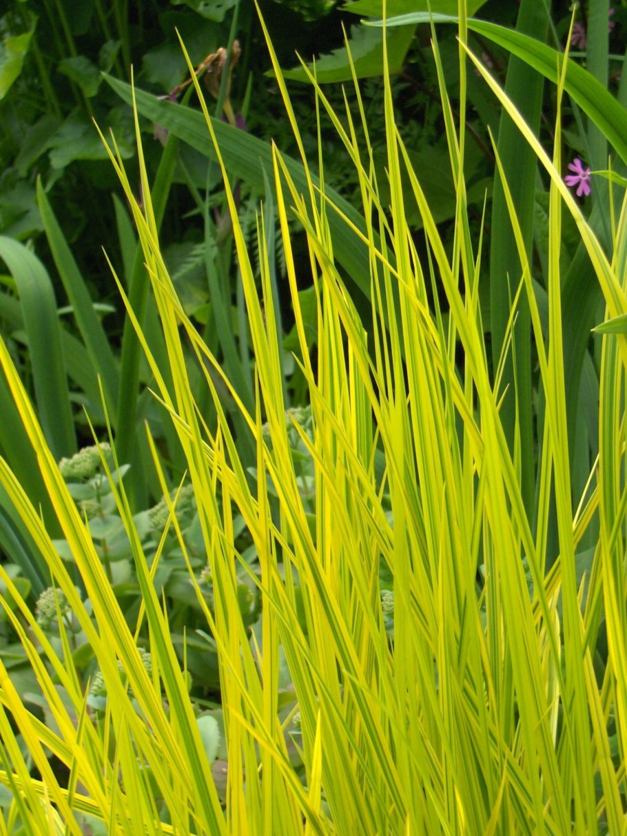 Carex cuprina размножение цветение