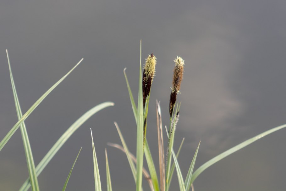 Осока Весенняя (Carex caryophyllea )
