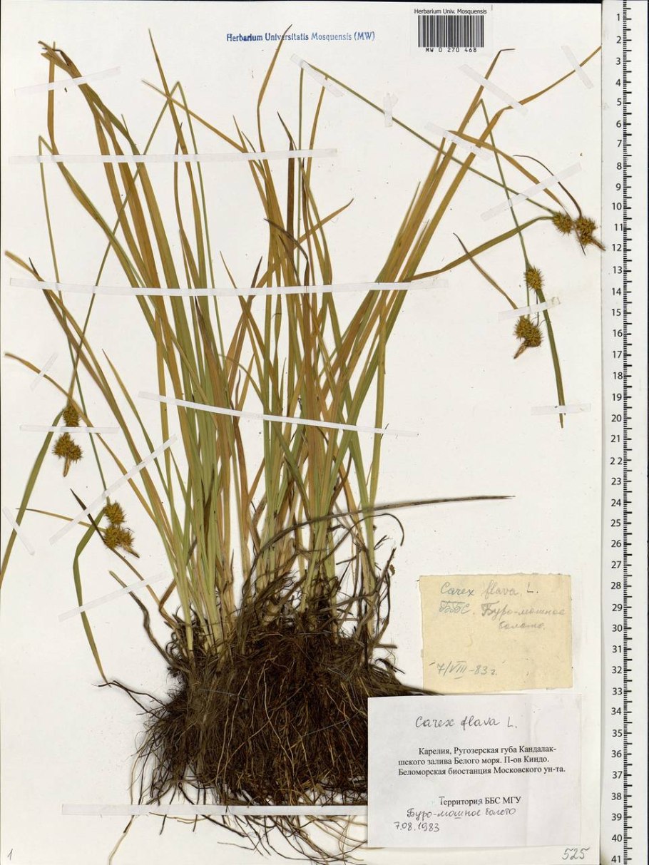 Осока жёлтая