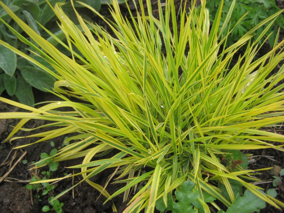 Carex campylorhina