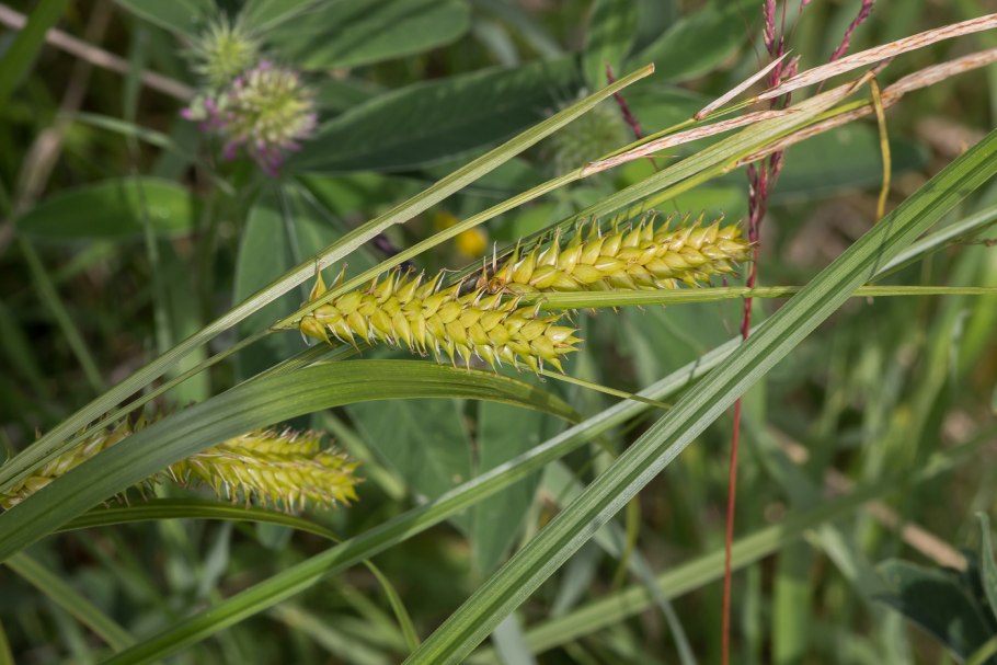 Осока пузырчатая