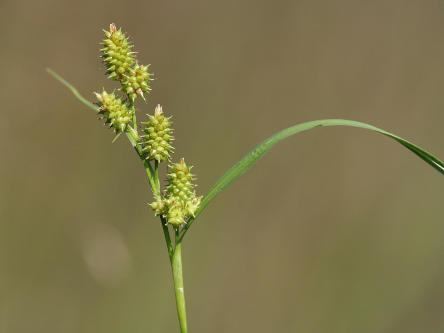 Осоковые (Cyperaceae: Carex SP.)