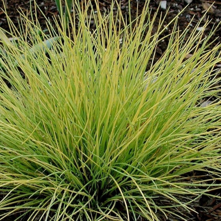 Carex tomentosa