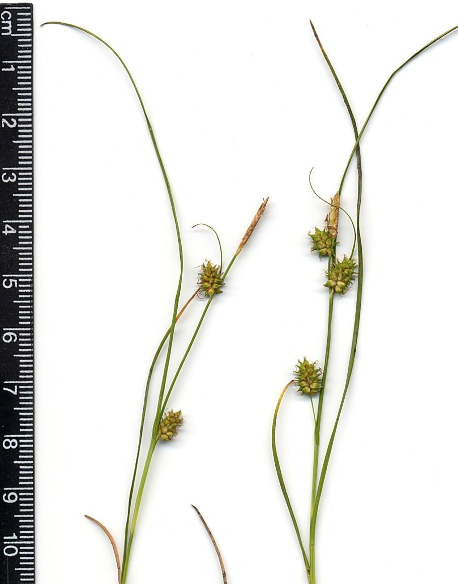 Cyperus hamulosus