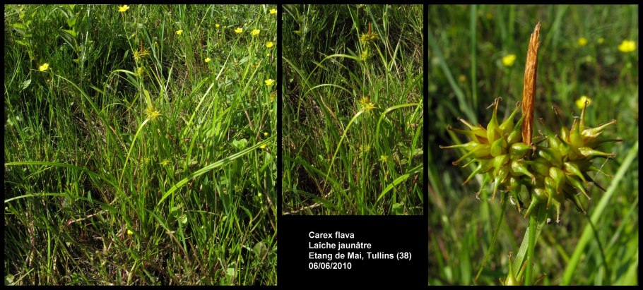 Щетинник сизый