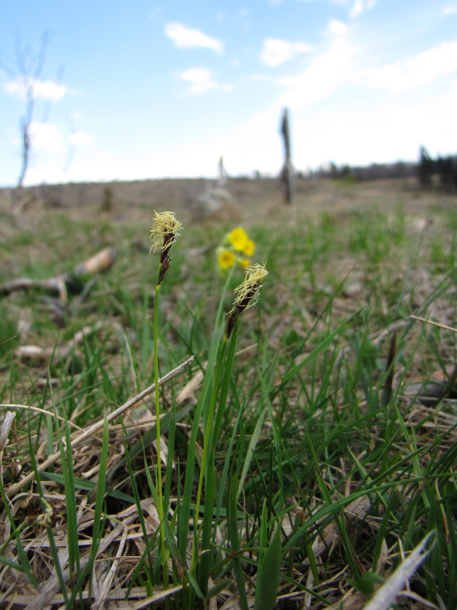 Мятлик Луговой строение